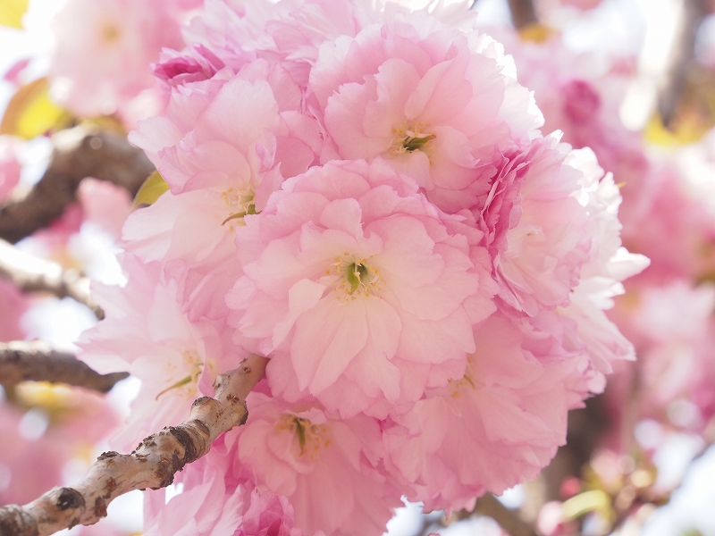 八重桜がキレイでした！
